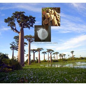 Baobab Extract Manufacturer - 100% Natural Monkey Bread Tree Vitamin C