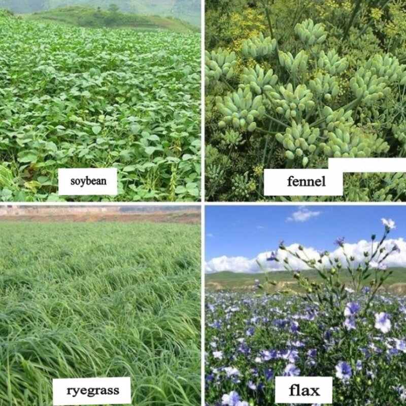 Rice Harvesting Machine Supplier - Most Popular Commercial Wheat Cutter