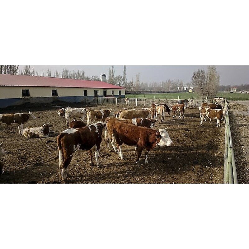 Animal Farm Tarpaulin Factory - Canvas Cover for Livestock