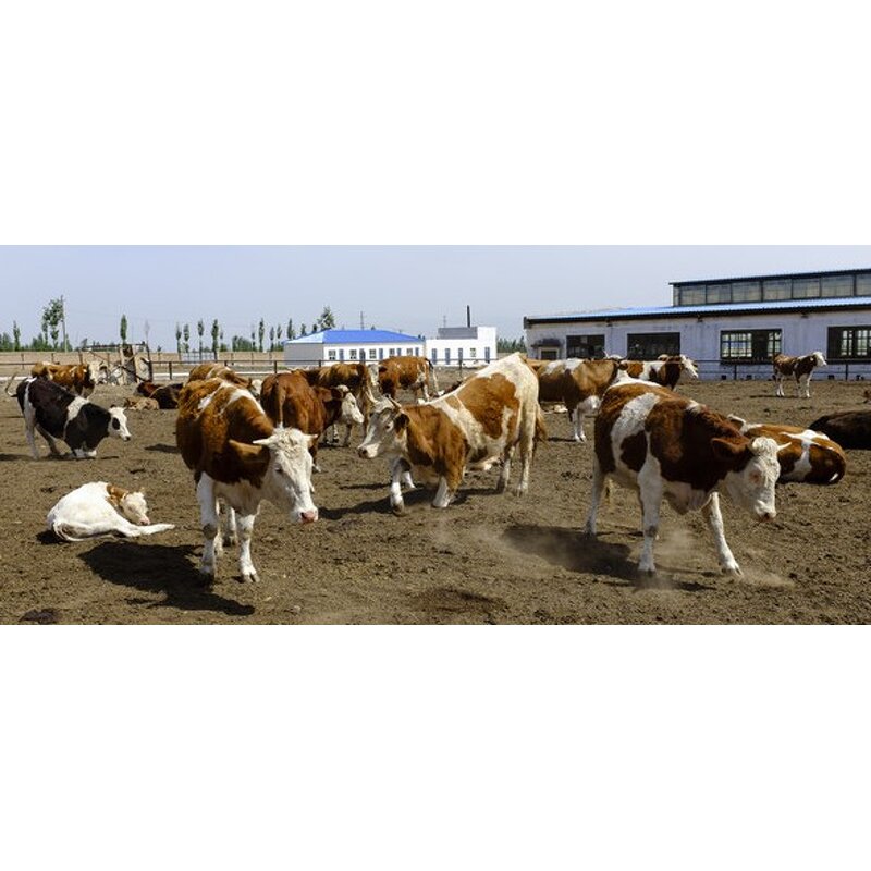 Animal Farm Tarpaulin Factory - Canvas Cover for Livestock