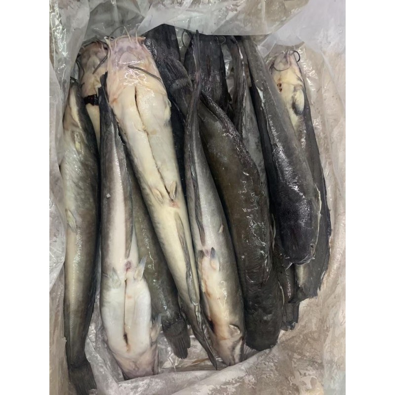 Wholesaler HOT SALES BQF Whole Round Cleaned Fresh Frozen Catfish  ODM OEM
