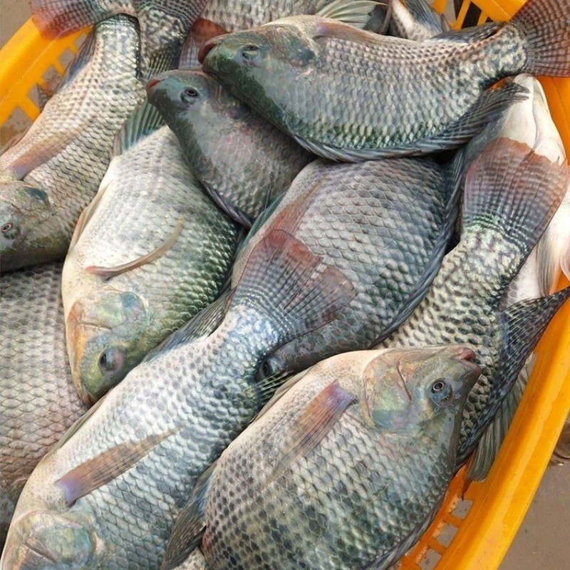 Wholesaler Custom Package Iwp Ivp Iqf Whole Round Cleaned Fresh Frozen Tilapia