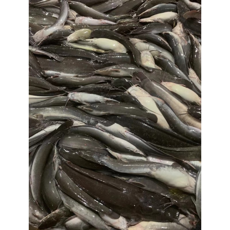 ODM OEM  High-Quality Fresh Frozen Catfish   Wholesaler BQF Whole Round Cleaned To Africa