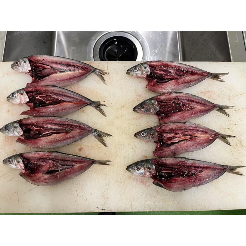 Wholesaler Custom Cheap Frozen IQF Sardine for Canned Petfood Seafrozen