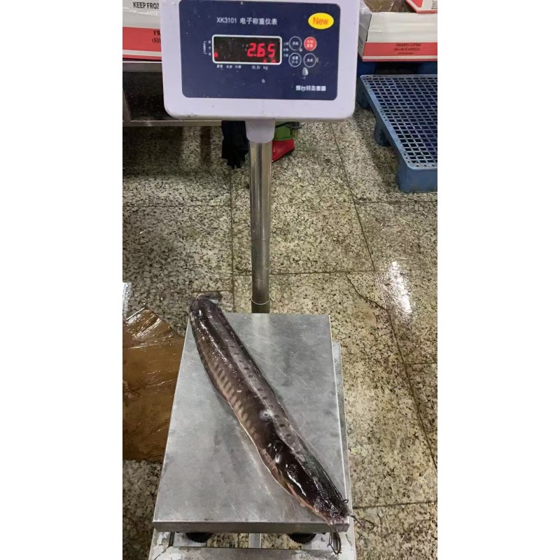 High Grade Cleaned Fresh Frozen China Catfish Whole Round  IQF ODM OEM