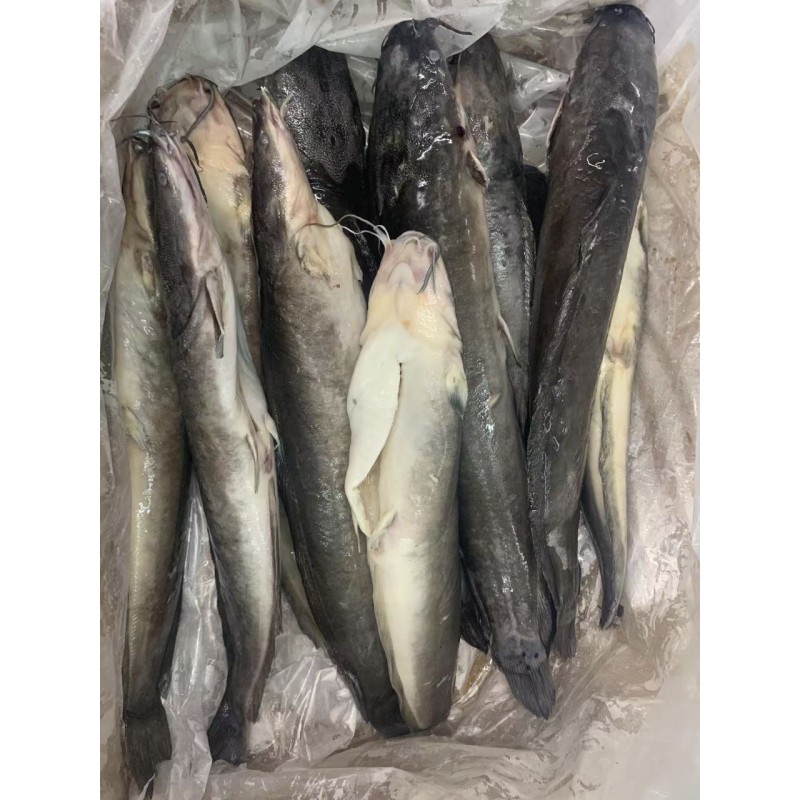 Wholesaler HOT SALES BQF Whole Round Cleaned Fresh Frozen Catfish  ODM OEM