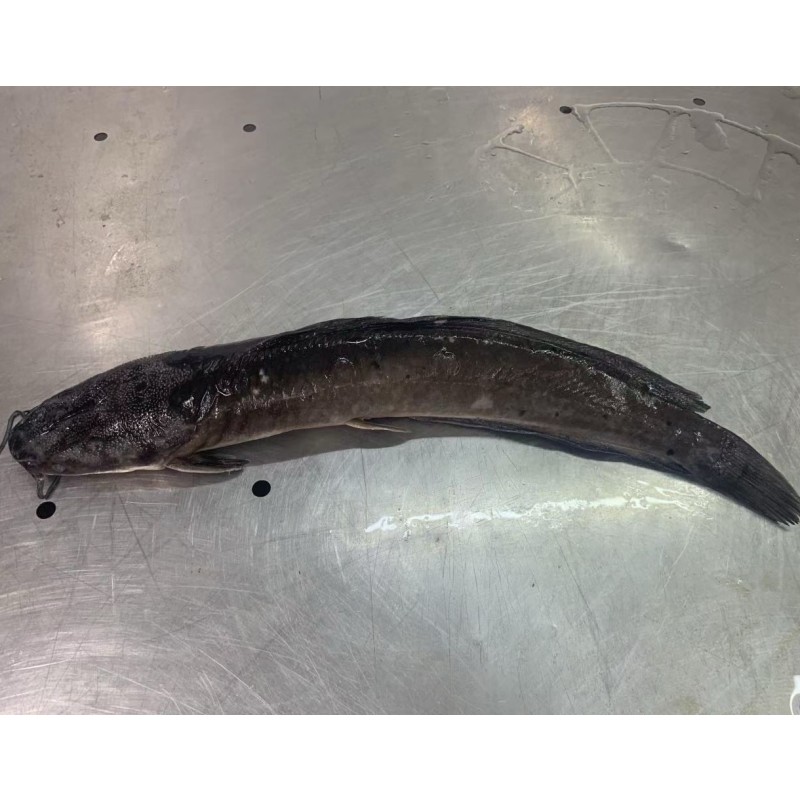 High Grade Cleaned Fresh Frozen Catfish BQF ODM OEM  To Africa