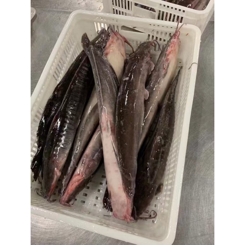 Wholesaler Custom Package  High -Quality Fresh Frozen  Cleaned Catfish   Haccp