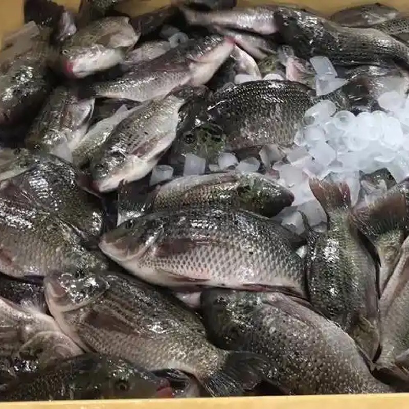 Wholesaler Custom Package Iwp Ivp Iqf Whole Round Cleaned Fresh Frozen Tilapia