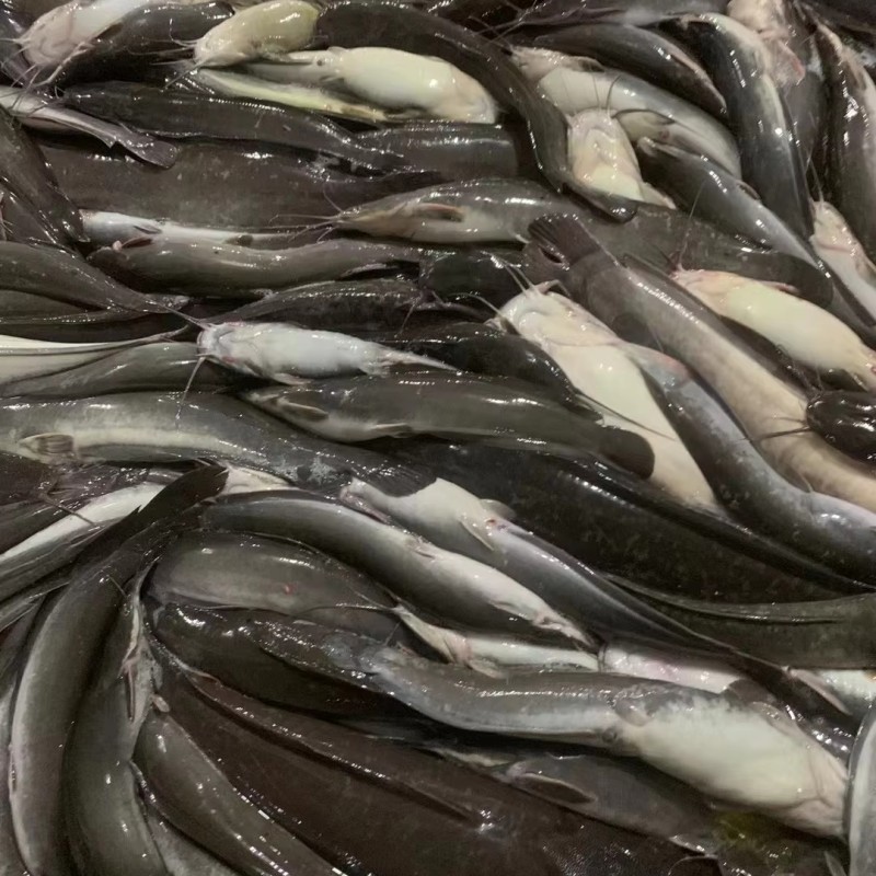 ODM OEM  Wholesaler BQF Whole Round Cleaned Fresh Frozen Catfish  to Africa