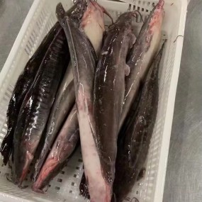 ODM OEM  Wholesaler BQF Whole Round Cleaned Fresh Frozen Catfish  to Africa