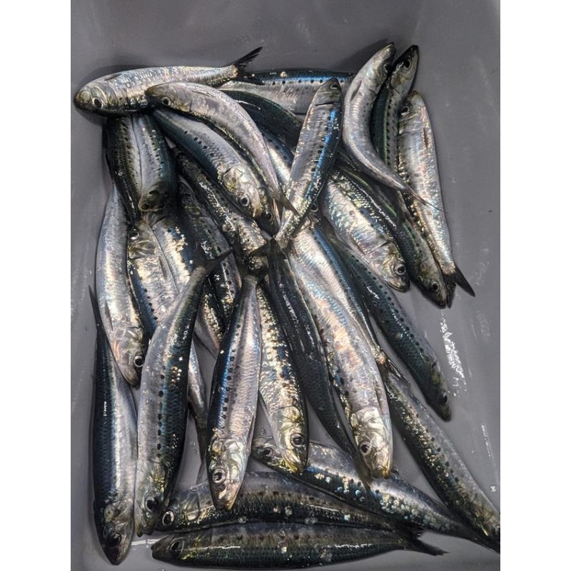 Wholesaler Custom Cheap Frozen IQF Sardine for Canned Petfood Seafrozen