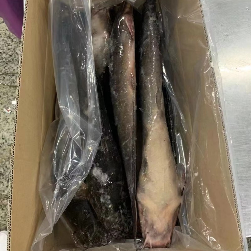 HOT SALE Fresh Frozen Cleaned Catfish  Haccp Whole Round