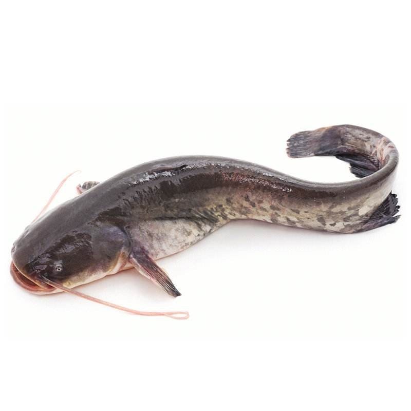 ODM OEM  High-Quality Fresh Frozen Catfish   Wholesaler BQF Whole Round Cleaned To Africa