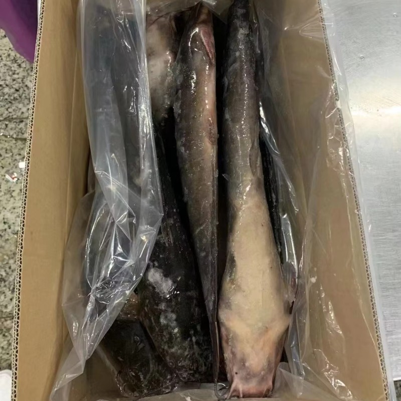 ODM OEM  Wholesaler BQF Whole Round Cleaned Fresh Frozen Catfish  to Africa