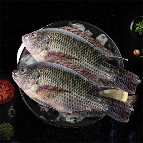 Wholesaler Custom Package Iwp Ivp Iqf Whole Round Cleaned Fresh Frozen Tilapia