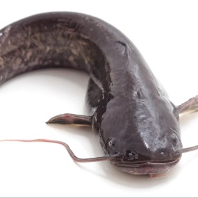 Wholesaler HOT SALES BQF Whole Round Cleaned Fresh Frozen Catfish  ODM OEM