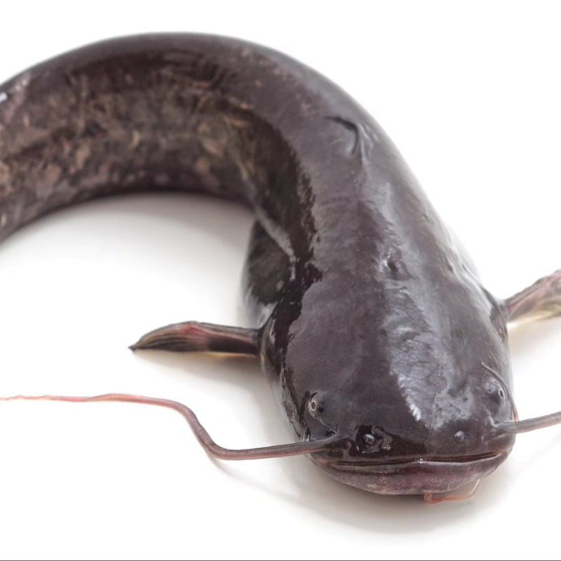 Wholesaler HOT SALES BQF Whole Round Cleaned Fresh Frozen Catfish  ODM OEM