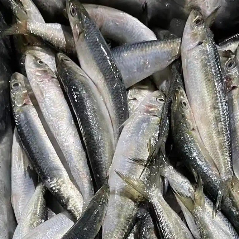 Wholesaler Custom Cheap Frozen IQF Sardine for Canned Petfood Seafrozen