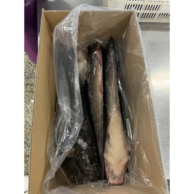 HOT SALE High -Quality Whole Round Cleaned Fresh Frozen Catfish  ODM OEM
