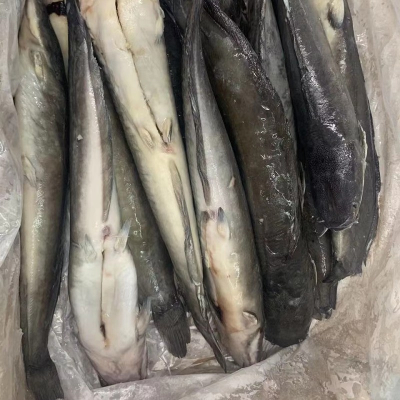 High Grade Cleaned Fresh Frozen China Catfish Whole Round  IQF ODM OEM