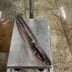 HOT SALE High -Quality Whole Round Cleaned Fresh Frozen Catfish  ODM OEM