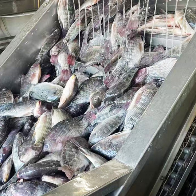 Wholesaler Custom Package Iwp Ivp Iqf Whole Round Cleaned Fresh Frozen Tilapia