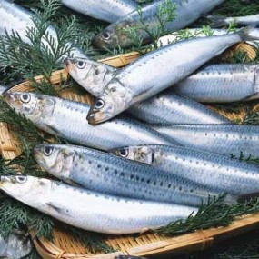 Wholesaler Custom Cheap Frozen IQF Sardine for Canned Petfood Seafrozen