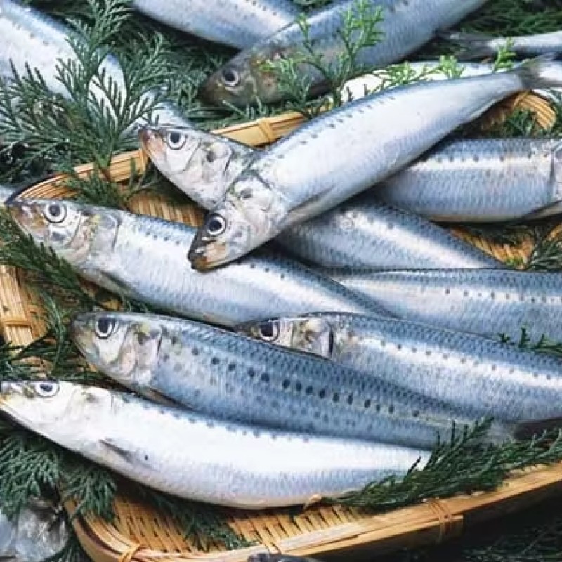 Wholesaler Custom Cheap Frozen IQF Sardine for Canned Petfood Seafrozen