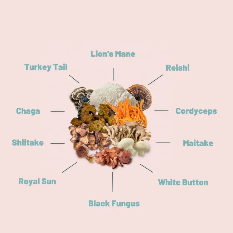 Biochealth Lions Mane Reishi Mushroom Complex Extract Liquid Drops Cordyceps Mushroom Mix Drops Chaga Lions Mane Mushroom Drop