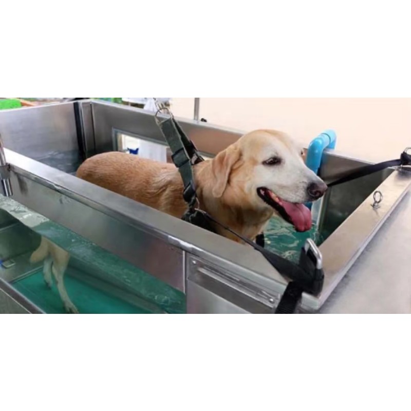 Pet Hydrotherapy Equipment Manufacturer - C480 Underwater Treadmill