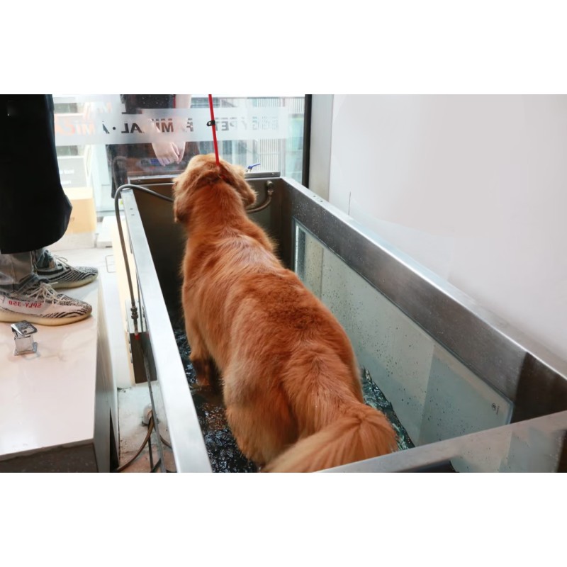 Pet Hydrotherapy Equipment Manufacturer - C480 Underwater Treadmill