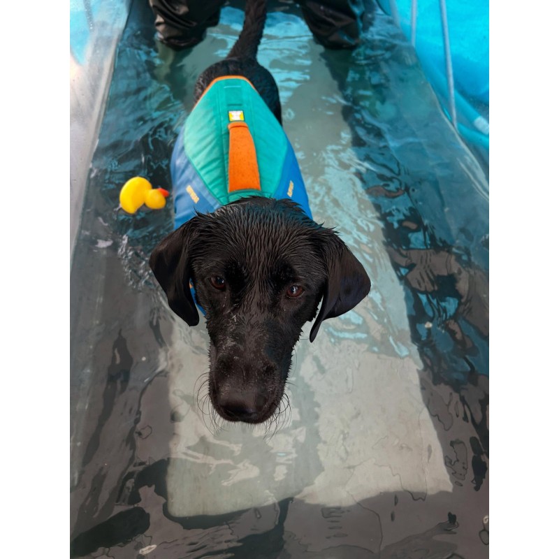 Spa Treadmill Manufacturer - Specifically for C380 C480