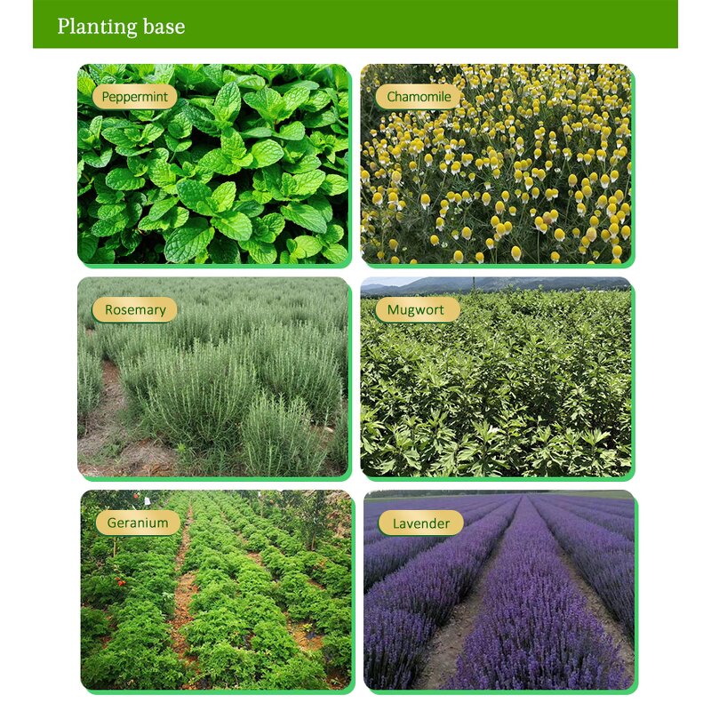 Cucumber Extract Manufacturer - Organic for Cosmetic