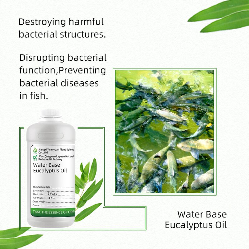 Water Soluble Eucalyptus Oil Supplier - For Aquaculture