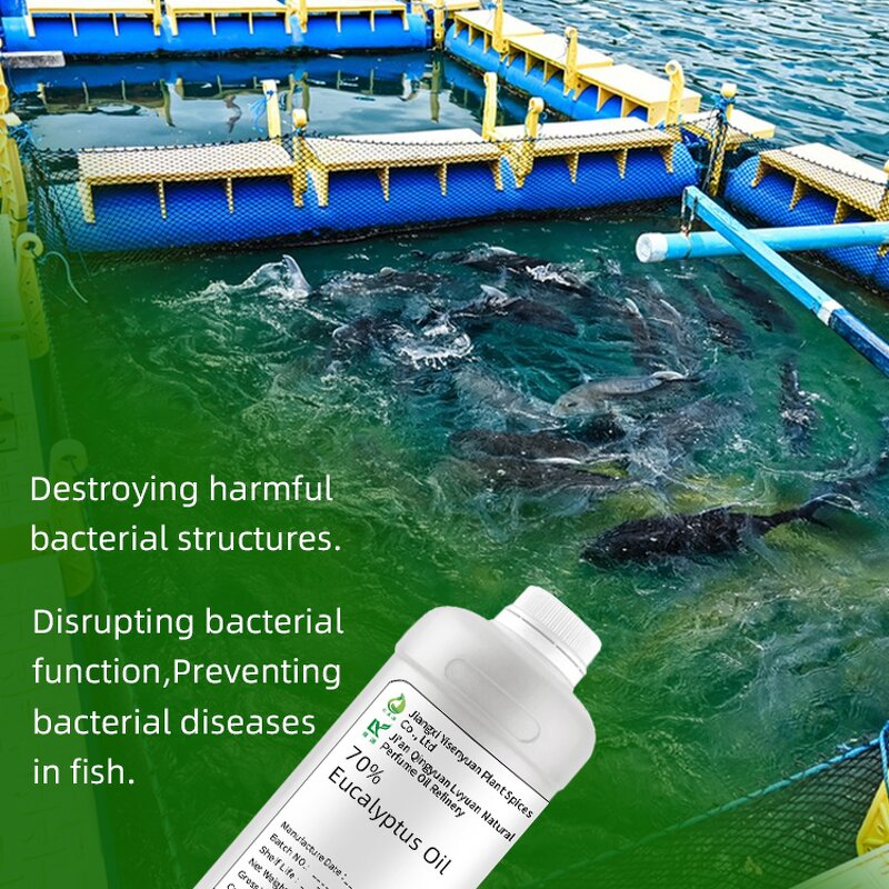 Eucalyptus Essential Oil Manufacturer - For Aquatic Breeding