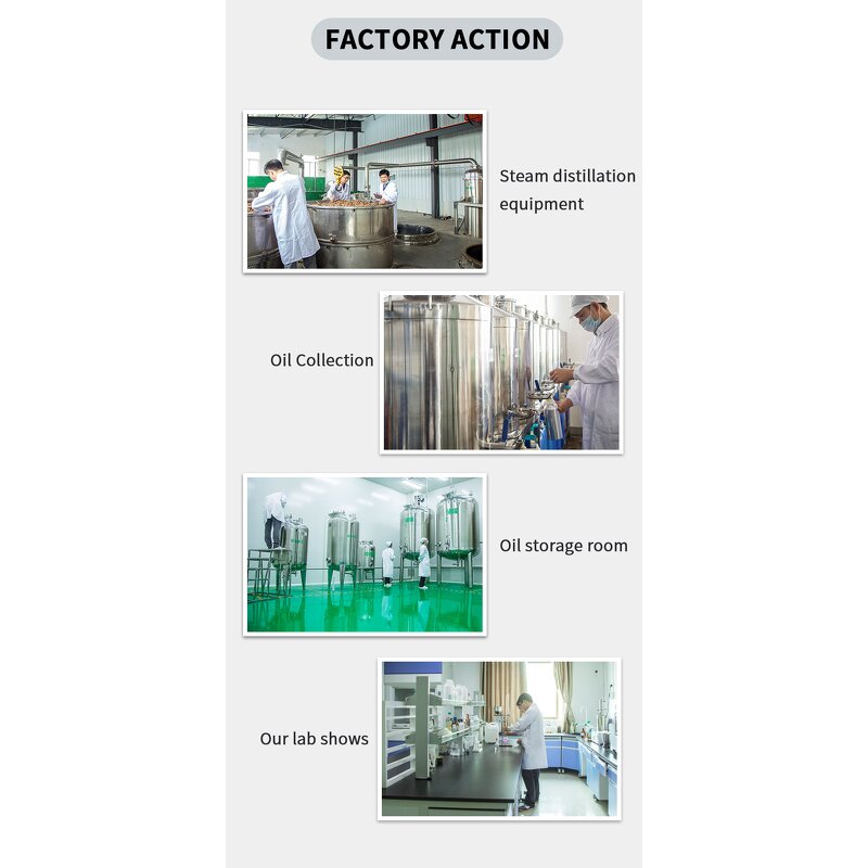 Wheat Germ Oil Factory - Halal Cold Pressed Bulk