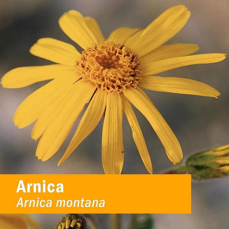 Arnica Oil Manufacturer - Halal Natural Cold Pressed