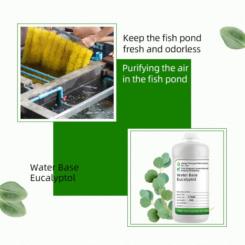 Cineole Supplier - Natural for Aquaculture