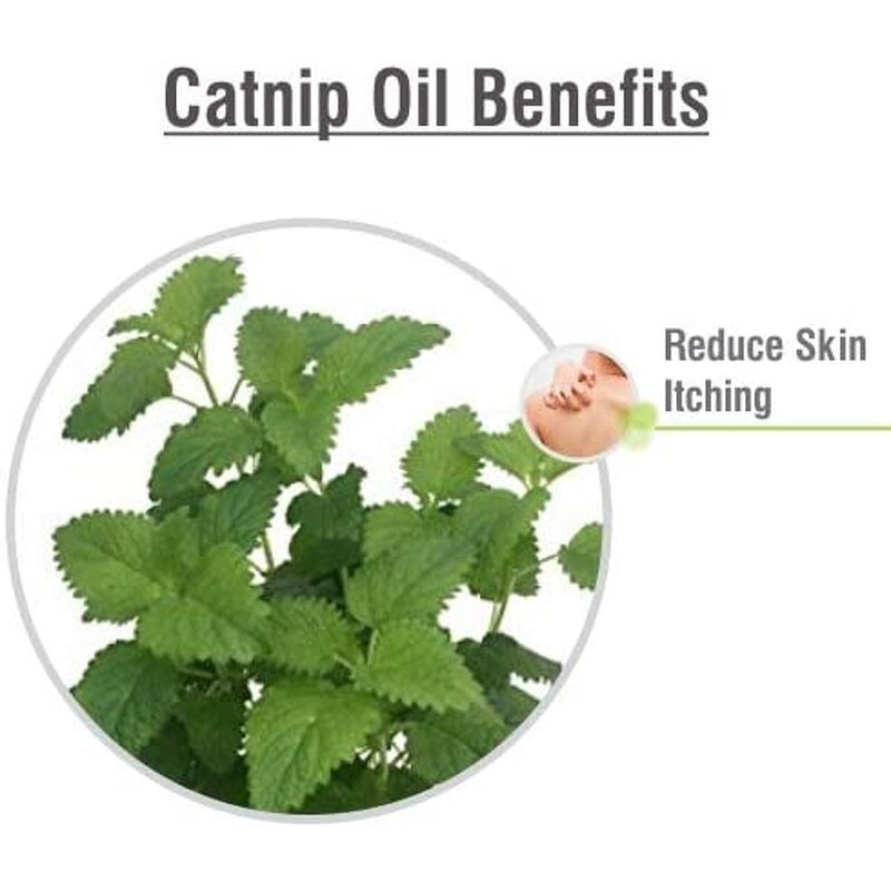 Catnip Oil Supplier - Bulk for Mouthwash Toothpaste