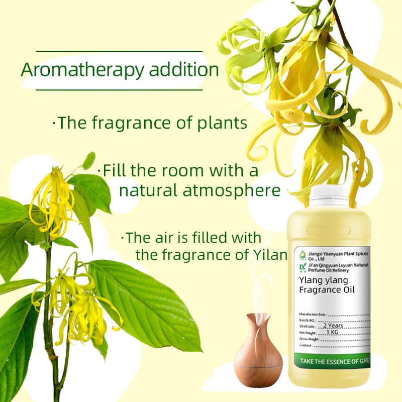 Ylang Ylang Oil Factory - For Body Massage Aromatherapy