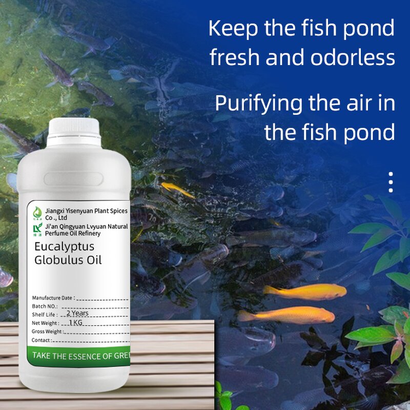 Eucalyptus Oil Manufacturer - 80% for Aquaculture