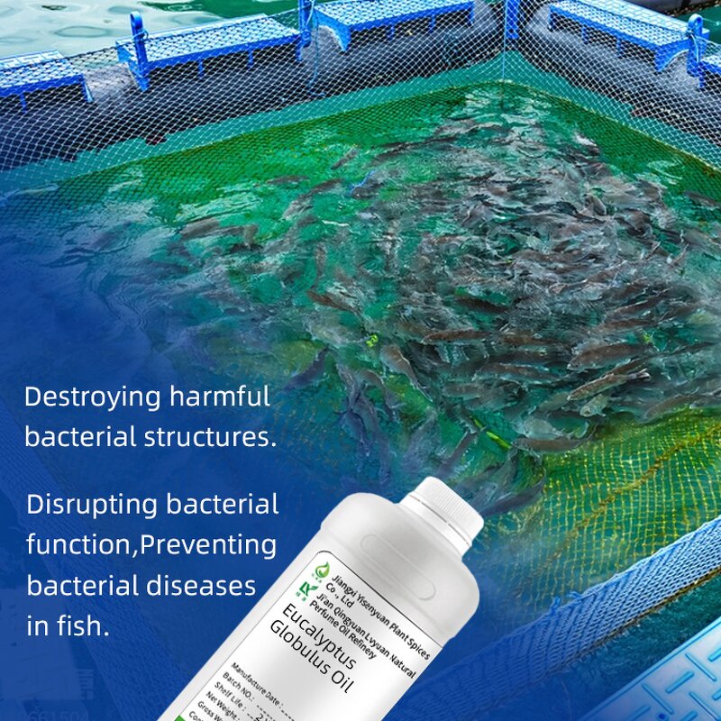 Eucalyptus Oil Manufacturer - 80% for Aquaculture