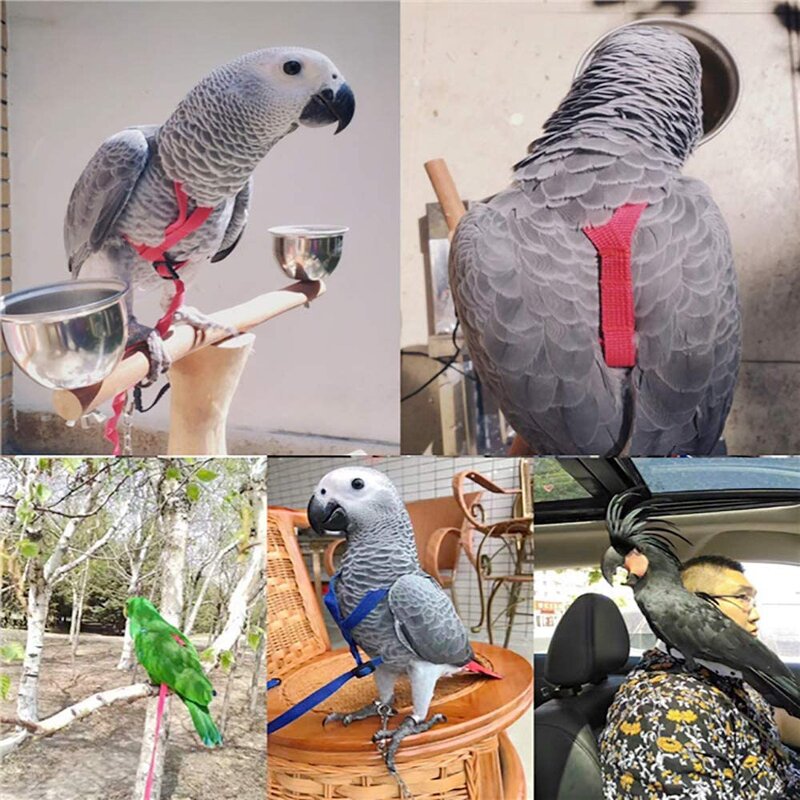 Parrot Harness Factory - Flying Traction Rope Training Walking Leash Wholesale