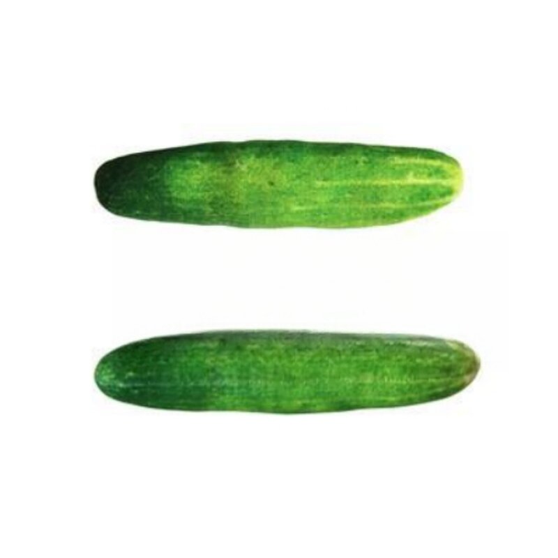 Plush Pet Toy Factory - Dog Chewing Catnip Chew Toys Wholesale