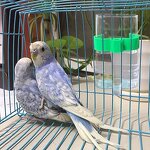 Exotic Pets & Bird Supplies