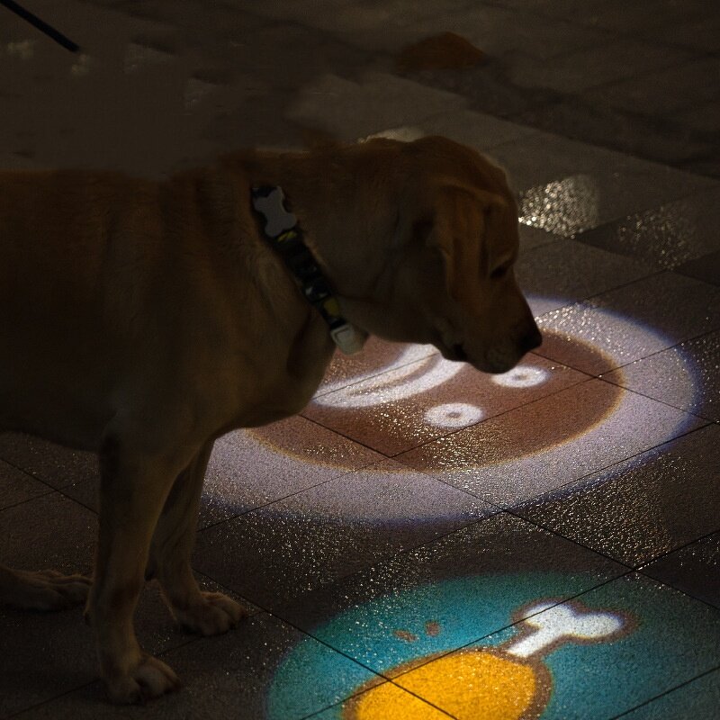 LED Dog Collar Factory - Rechargeable Lighted Glow Flashing Night Waterproof