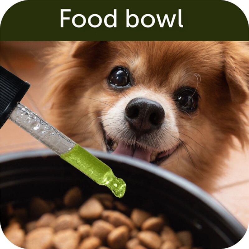 Hemp Oil for Pets Manufacturer - OEM Anxiety Pain Hip Joint Support