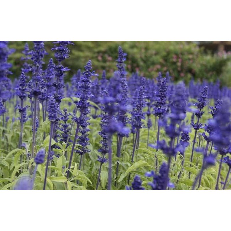 Sage Extract Powder Supplier - Wholesale 10% Polyphenols Rosmarinic Acid