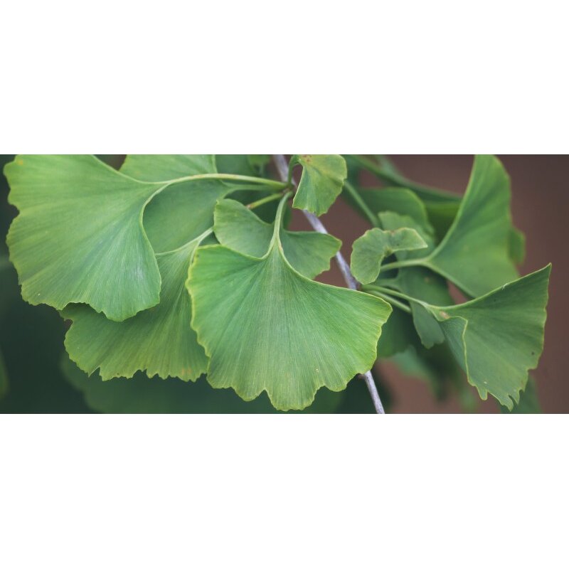 Ginkgo Biloba Extract Powder Supplier - USDA Organic 24% Flavonoids